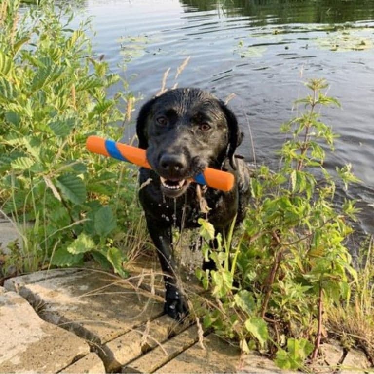 Chuckit! Juguetes de búsqueda para perros - Whistler, Glow y Rebounce Balls Plus Ultra Fetch Stick - imagen 6
