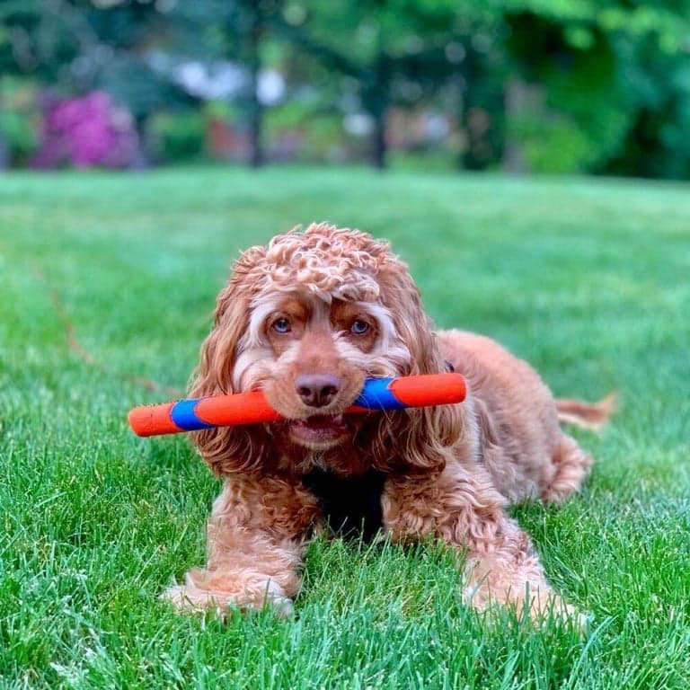 Chuckit! Juguetes de búsqueda para perros - Whistler, Glow y Rebounce Balls Plus Ultra Fetch Stick - imagen 5