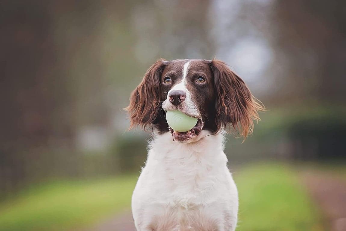 Chuckit! Juguetes de búsqueda para perros - Whistler, Glow y Rebounce Balls Plus Ultra Fetch Stick - imagen 3