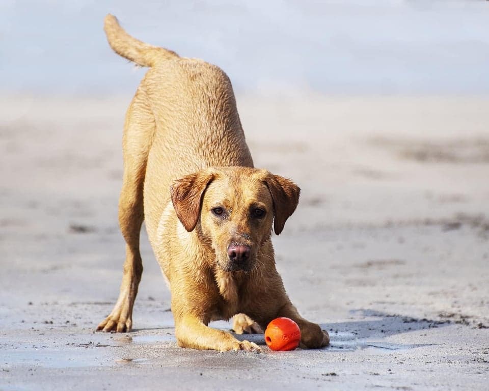 Chuckit! Juguetes de búsqueda para perros - Whistler, Glow y Rebounce Balls Plus Ultra Fetch Stick - imagen 2